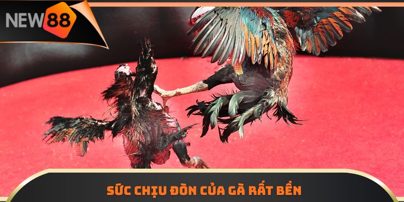 Sức chịu đòn của gà rất bền